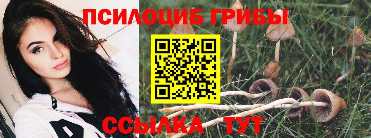 Псилоцибиновые грибы Psilocybe  Вход с VPN  Гулькевичи 